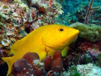 Golden Coney Sea Bass South Atlantic Ocean